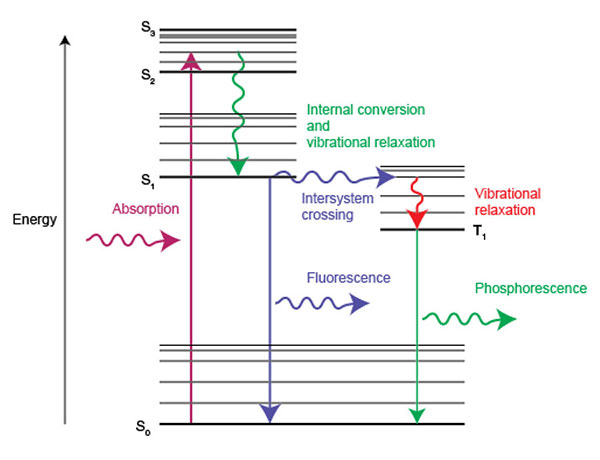 Diagramme énergétique montrant l’absorption de la lumière et les processus impliqués dans l’émission de lumière sous forme de fluorescence et de phosp